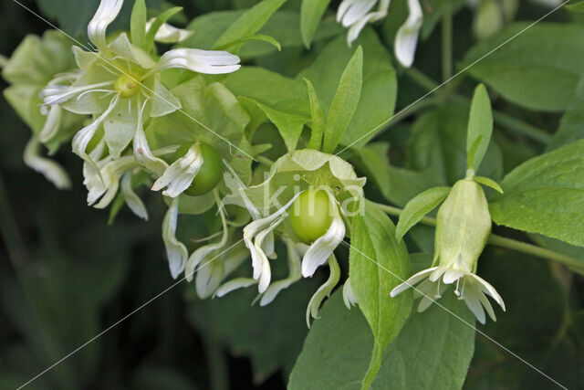 Berry Catchfly (Cucubalus baccifer)