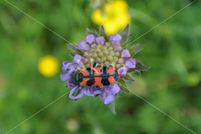 Behaarde Bijenwolf (Trichodes alvearius)