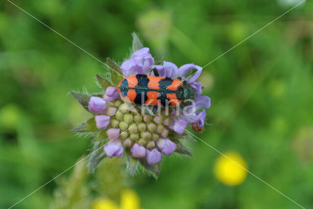 Behaarde Bijenwolf (Trichodes alvearius)