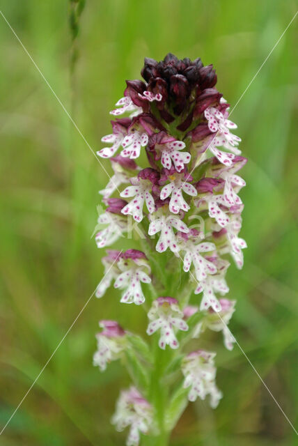 Aangebrande orchis (Neotinea ustulata)