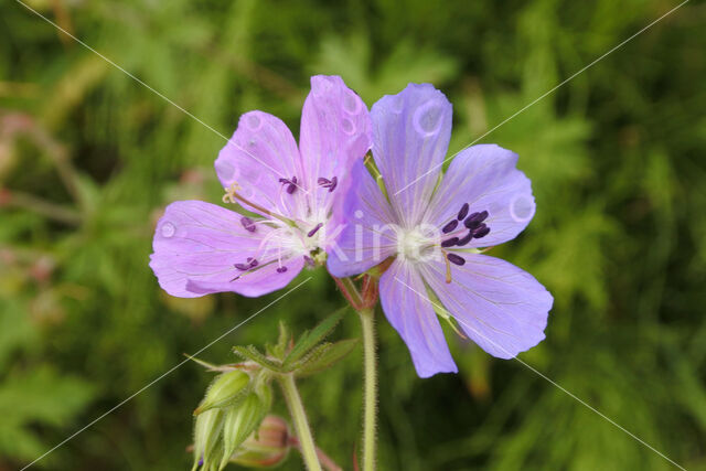 Meadow Crane's-bill (Geranium pratense)