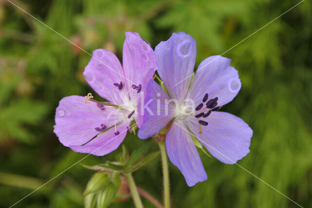 Beemdooievaarsbek (Geranium pratense)