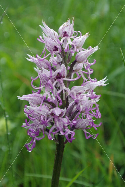 Monkey Orchid (Orchis simia)