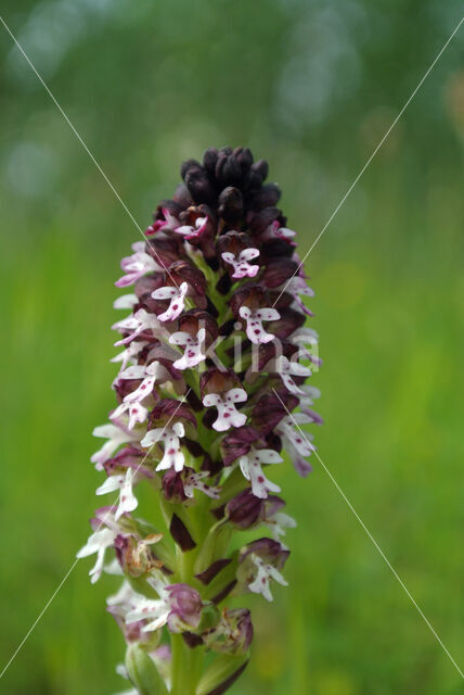 Aangebrande orchis (Neotinea ustulata)