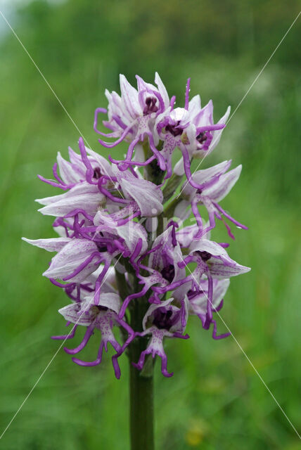 Aapjesorchis (Orchis simia)