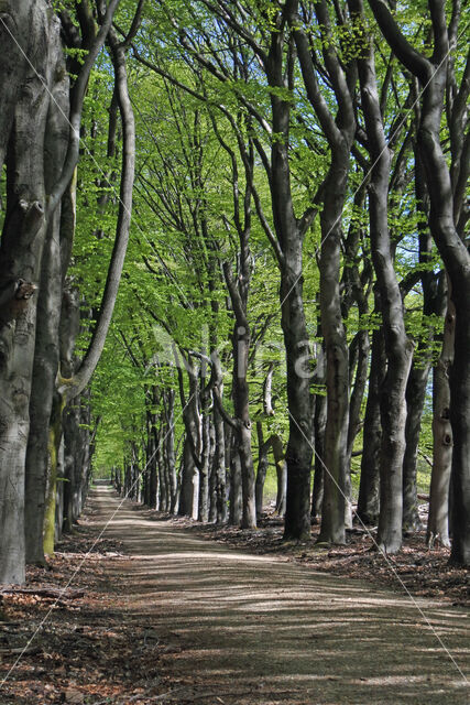 Beuk (Fagus spec.)