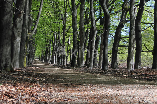 Beech (Fagus spec.)