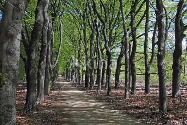 Beech (Fagus spec.)