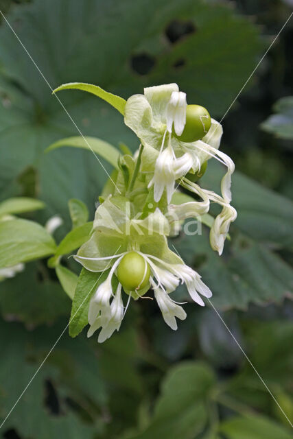 Berry Catchfly (Cucubalus baccifer)