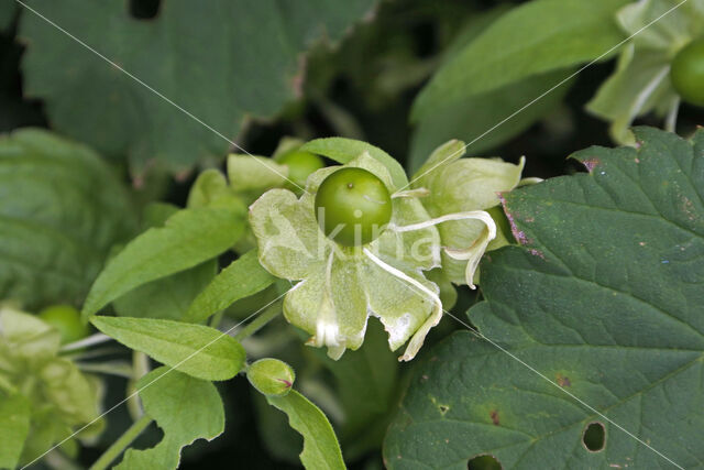 Berry Catchfly (Cucubalus baccifer)