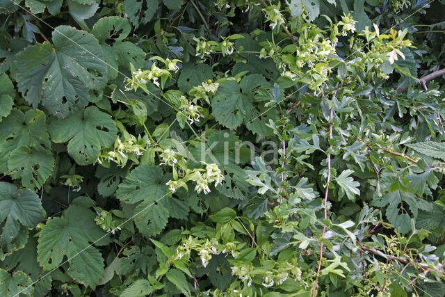 Berry Catchfly (Cucubalus baccifer)