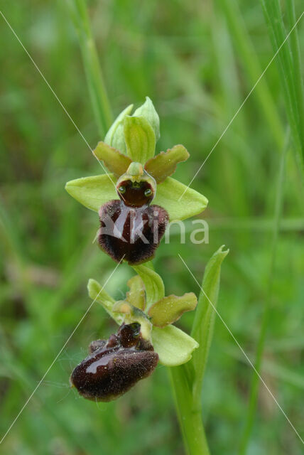 Early Spider Orchid (Ophrys sphegodes)