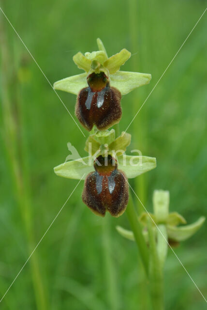 Early Spider Orchid (Ophrys sphegodes)