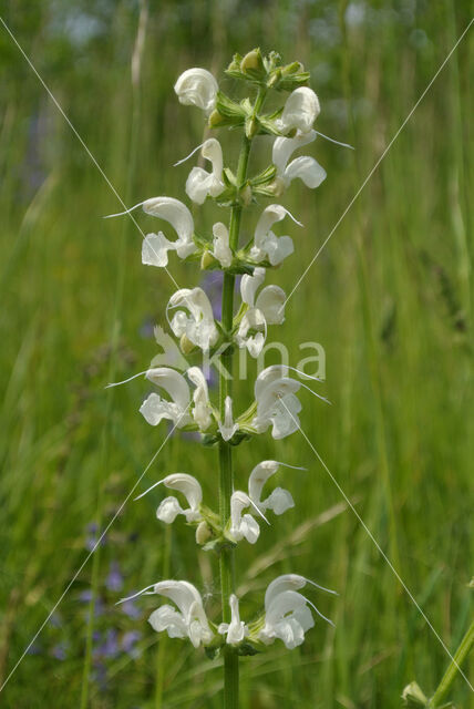 Veldsalie (Salvia pratensis)