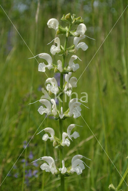 Meadow Clary (Salvia pratensis)