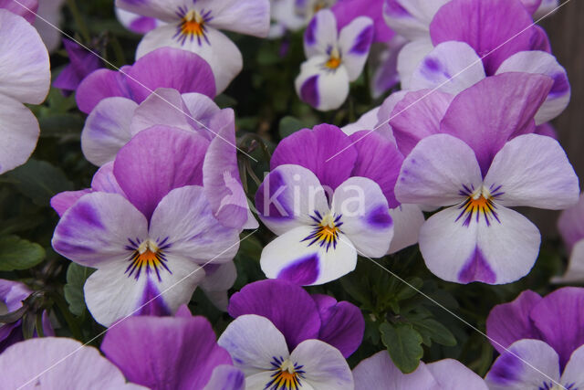 Violet (Viola spec.)