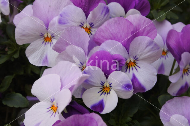 Viooltje (Viola spec.)