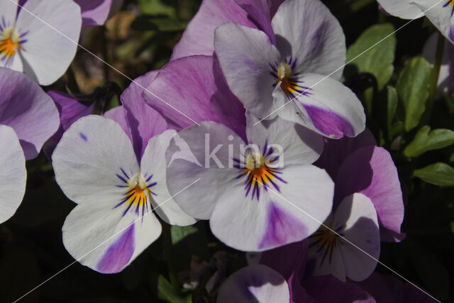 Viooltje (Viola spec.)