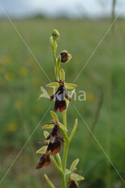 Fly Orchid (Ophrys insectifera)
