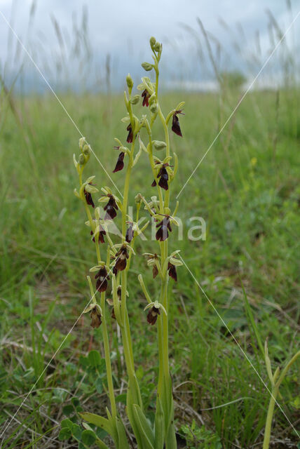 Vliegenorchis (Ophrys insectifera)