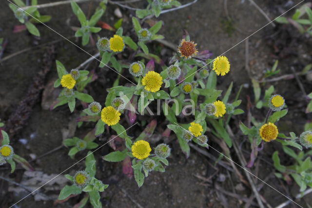 Klein vlooienkruid (Pulicaria vulgaris)