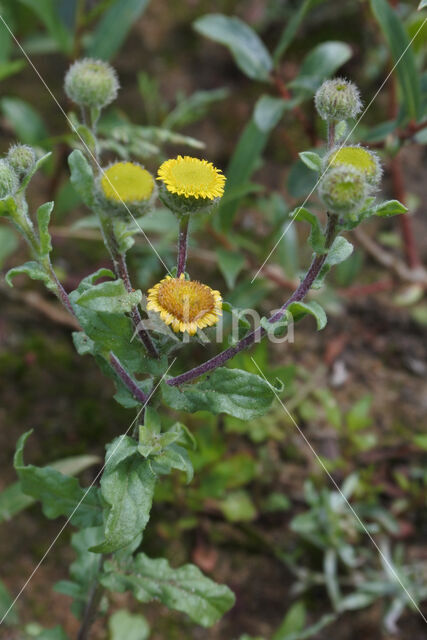 Klein vlooienkruid (Pulicaria vulgaris)