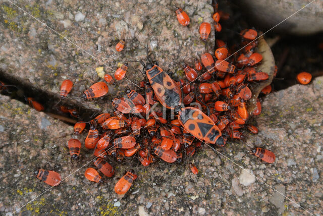 Vuurwants (Pyrrhocoris apterus)