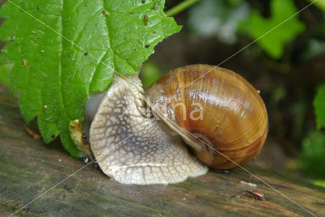 Wijngaardslak (Helix pomatia)