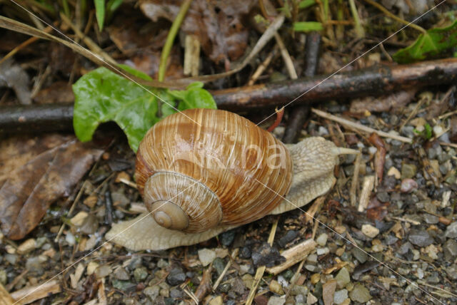 Wijngaardslak (Helix pomatia)