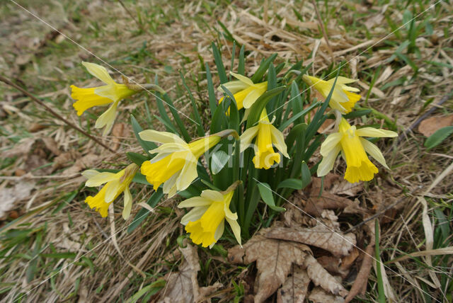 Wild Daffodil (Narcissus pseudonarcissus)