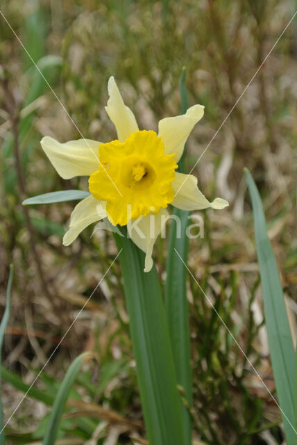 Wilde narcis (Narcissus pseudonarcissus)