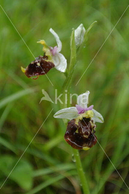 Spinnenorchis (Ophrys sphegodes)