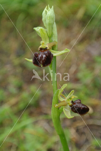 Early Spider Orchid (Ophrys sphegodes)