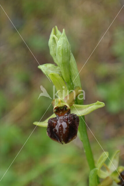 Early Spider Orchid (Ophrys sphegodes)