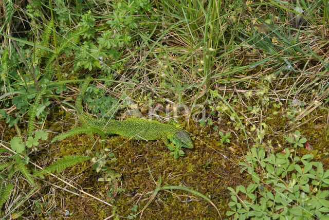 Green Lacerta (Lacerta viridis)