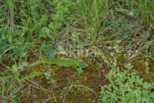 Green Lacerta (Lacerta viridis)