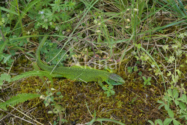 Smaragdhagedis (Lacerta viridis)