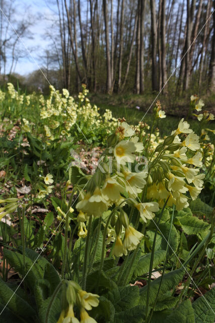 Oxlip (Primula elatior)