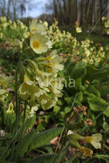 Oxlip (Primula elatior)