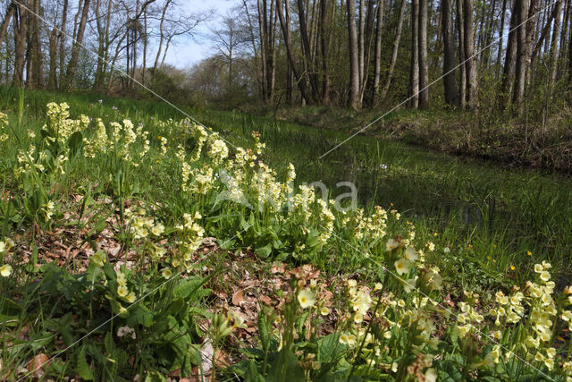 Slanke sleutelbloem (Primula elatior)