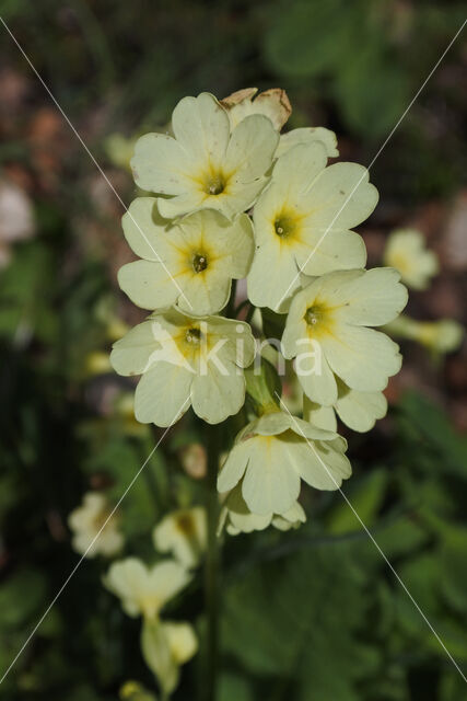 Oxlip (Primula elatior)