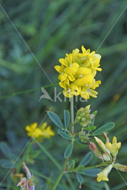 Sikkelklaver (Medicago falcata)