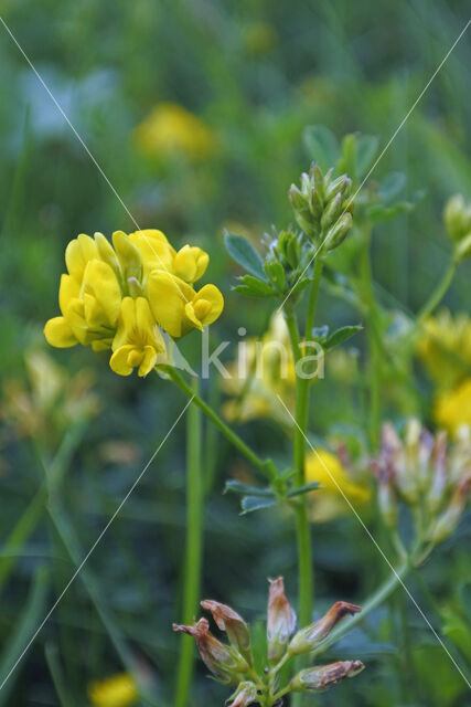 Sikkelklaver (Medicago falcata)