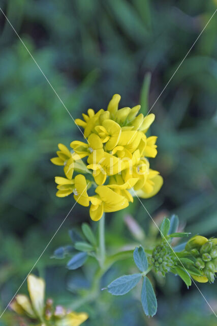 Sikkelklaver (Medicago falcata)