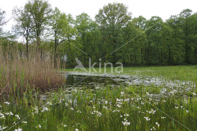 Pinksterbloem (Cardamine pratensis)