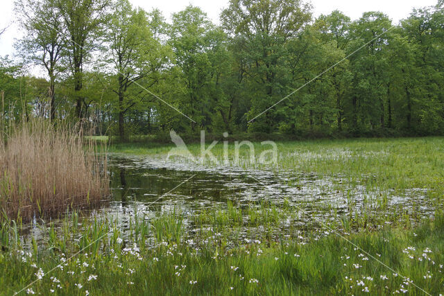 Pinksterbloem (Cardamine pratensis)