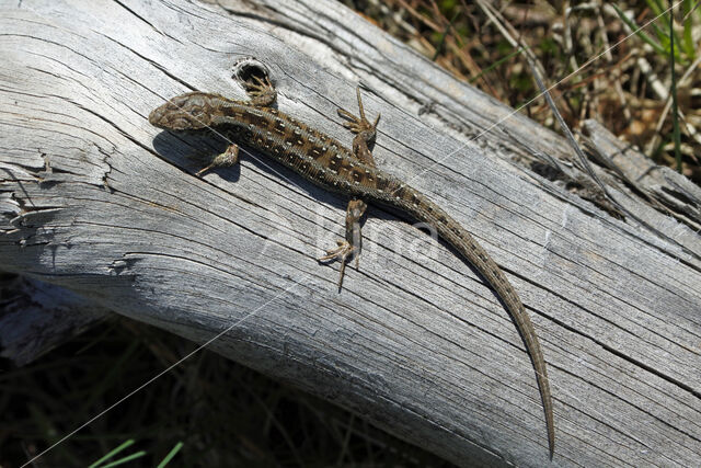 Zandhagedis (Lacerta agilis)