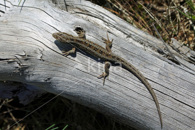 Zandhagedis (Lacerta agilis)