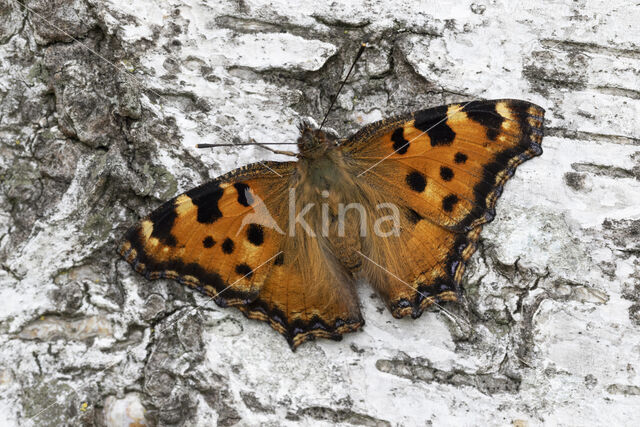 Grote vos (Nymphalis polychloros)