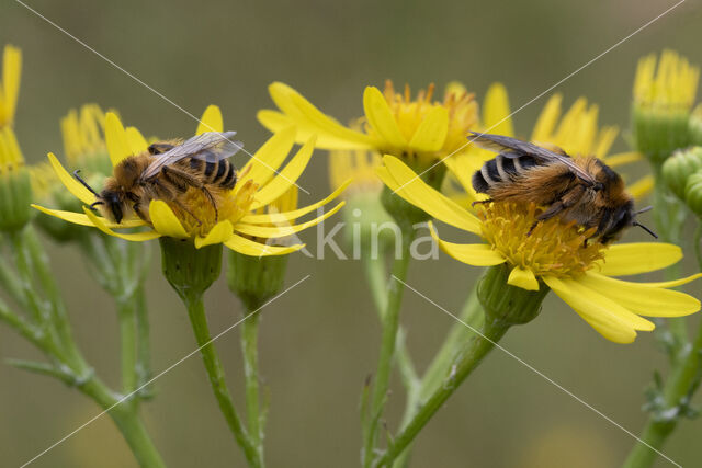 Pluimvoetbij (Dasypoda hirtipes)